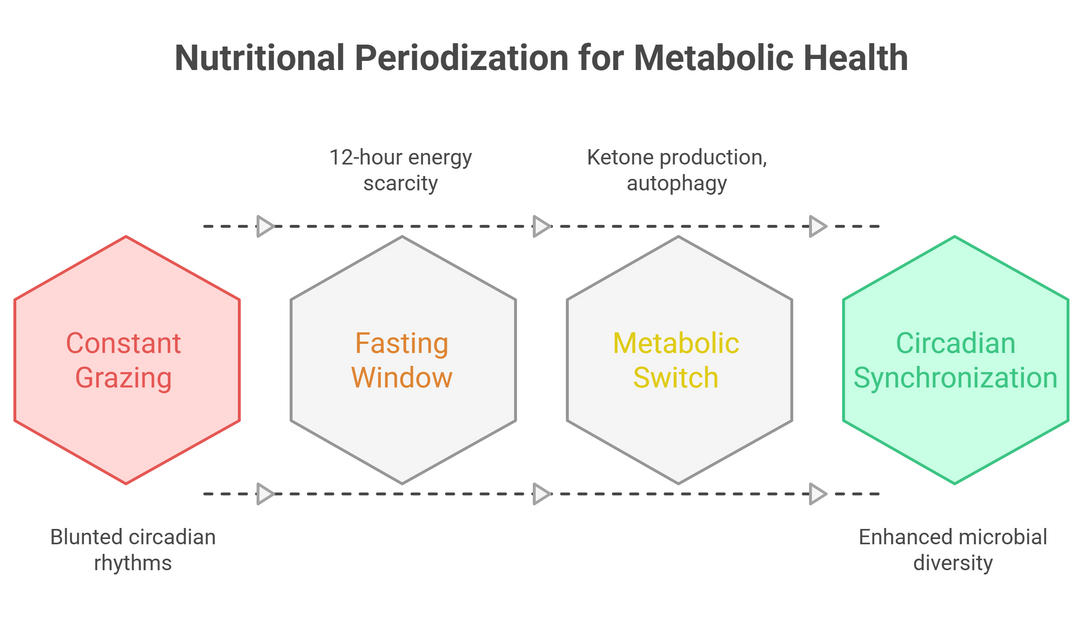 Why Your Gut Microbiome Needs a "Rest Time": The Physiology of Periodized Nutrition