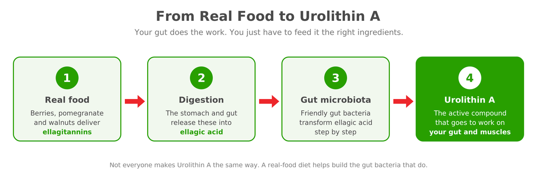 The Hidden Gut Benefit of Real Food Gels: Meet Urolithin A