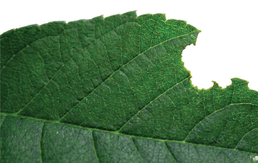The Missing Layer in Your Fueling Stack: What Soluble Fiber Actually Does for Endurance Athletes